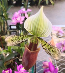 Paphiopedilum Hsinying Alien