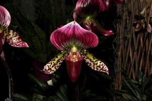 Paphiopedilum Hsinying Leopard