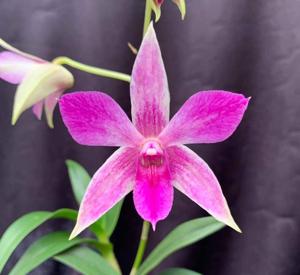 Dendrobium Teresa Doran