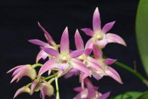 Dendrobium Dono's Moon