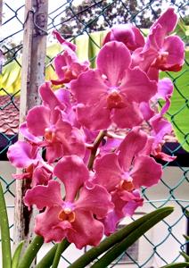 Papilionanda Tan Hoon Siang