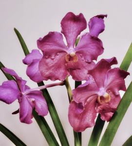 Papilionanda Tan Hoon Siang