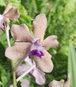 Papilionanda Beverley Woods