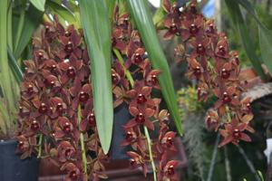 Cymbidium Heartbreak Doctor