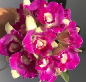 Rhyncholaeliocattleya Candy Pop