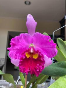 Rhyncholaeliocattleya Taichung Beauty