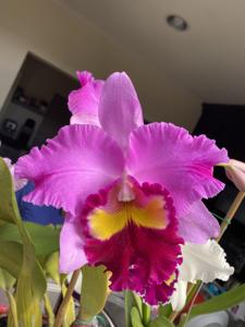 Rhyncholaeliocattleya Taichung Beauty