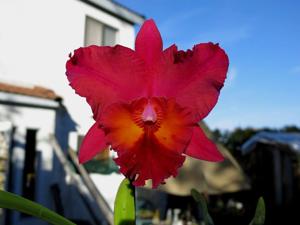 Rhyncholaeliocattleya Oconee Circle