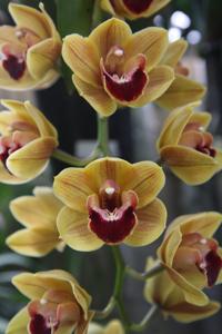 Cymbidium Corakiwi