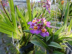 Tolumnia Jairak Rainbow