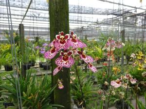 Tolumnia Jairak Rainbow