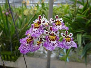 Tolumnia Jairak Rainbow