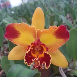 Rhyncholaeliocattleya Nobile's Tropical Sunset