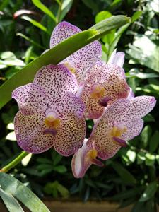 Vanda Kulwadee Fragrance