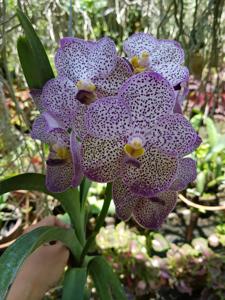 Vanda Kulwadee Fragrance