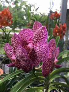 Vanda Kulwadee Fragrance