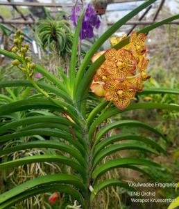 Vanda Kulwadee Fragrance