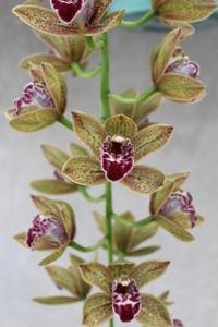 Cymbidium First Dance