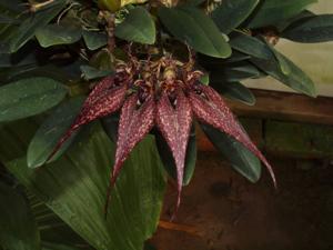 Bulbophyllum Crownpoint