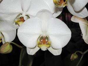 Phalaenopsis Tai Lin Queen