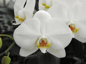 Phalaenopsis Tai Lin Prince