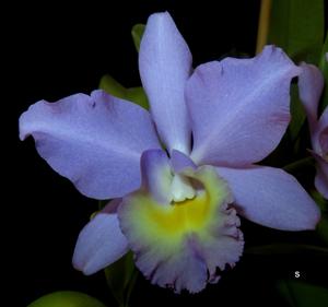 Cattlianthe Granier's Felicity