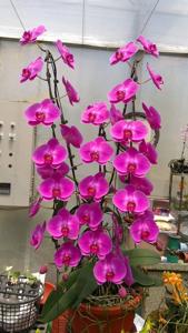 Phalaenopsis Chian Xen Sweet Valentine