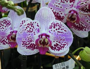 Phalaenopsis Chian Xen Magpie