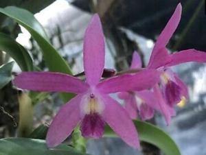 Cattlianthe Schoenbrunnensis