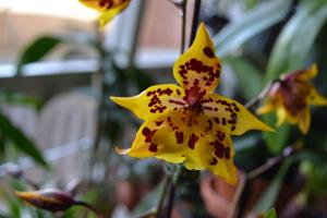 Oncidium Tiger Crow