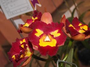 Rhyncholaeliocattleya Village Chief Talent