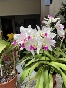 Laeliocatarthron Village Chief Parfum