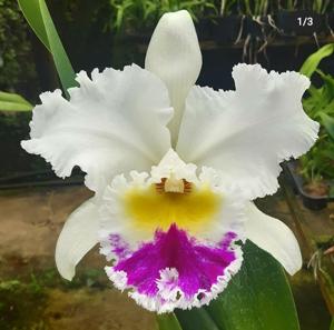 Rhyncholaeliocattleya Liou Hope