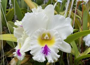 Rhyncholaeliocattleya Liou Hope