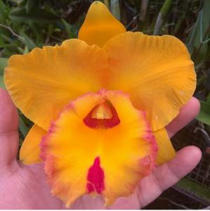 Rhyncholaeliocattleya Village Chief Headache