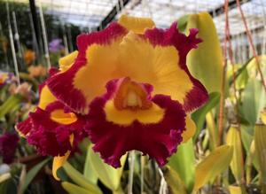 Rhyncholaeliocattleya Village Chief Rose