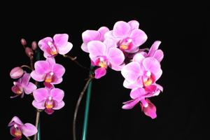 Phalaenopsis Jiaho's Pink Girl