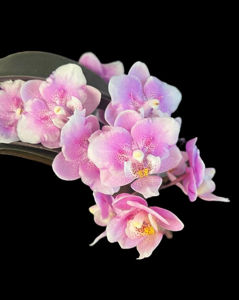 Phalaenopsis Jiaho's Pink Girl