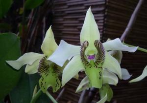 Dendrobium Neifert's Mcroy