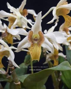 Dendrobium Neifert's Mcroy