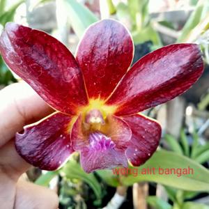 Dendrobium Bintang Puspayoga