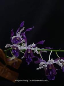 Dendrobium Wanda A. Leidin