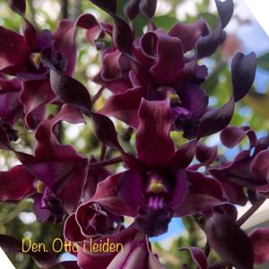 Dendrobium Otto I. Leidin