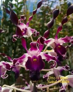 Dendrobium Otto I. Leidin