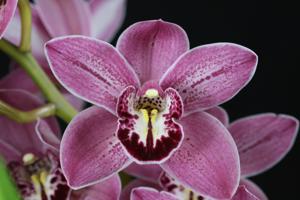 Cymbidium Finger of Suspicion