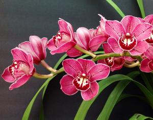 Cymbidium Finger of Suspicion