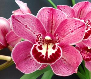 Cymbidium Finger of Suspicion