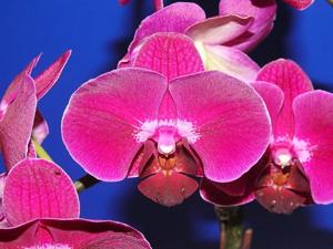 Phalaenopsis Mei Dar Ruby