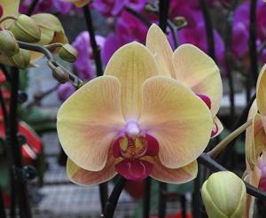 Phalaenopsis Chian Xen Queen