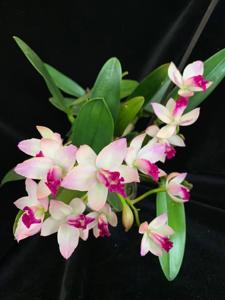 Cattlianthe Japanese Beauty